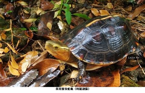 石蛇龜|帶動保育食蛇龜，這位里長辦到了｜石碇區永安里｜蕭敏